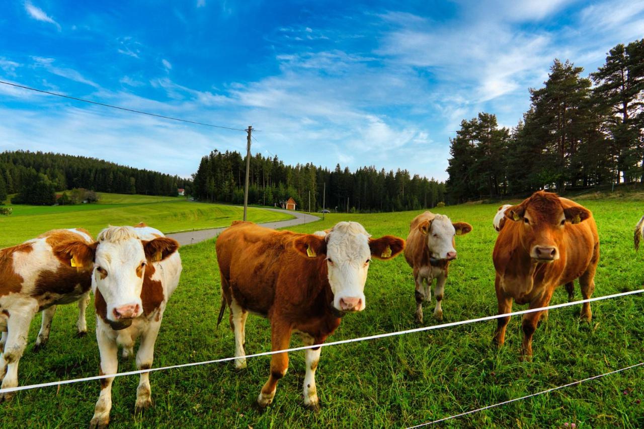 Landhaus Valentin Leilighet Triberg im Schwarzwald Eksteriør bilde